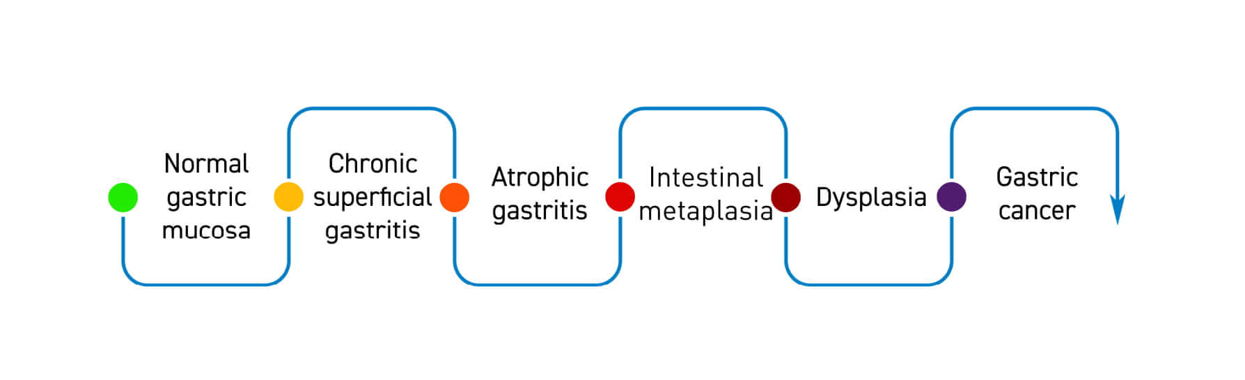 model of gastric carcinogenesis.