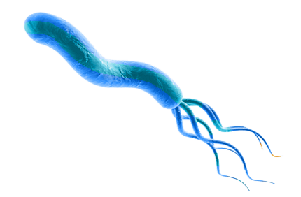 Helicobacter pylori