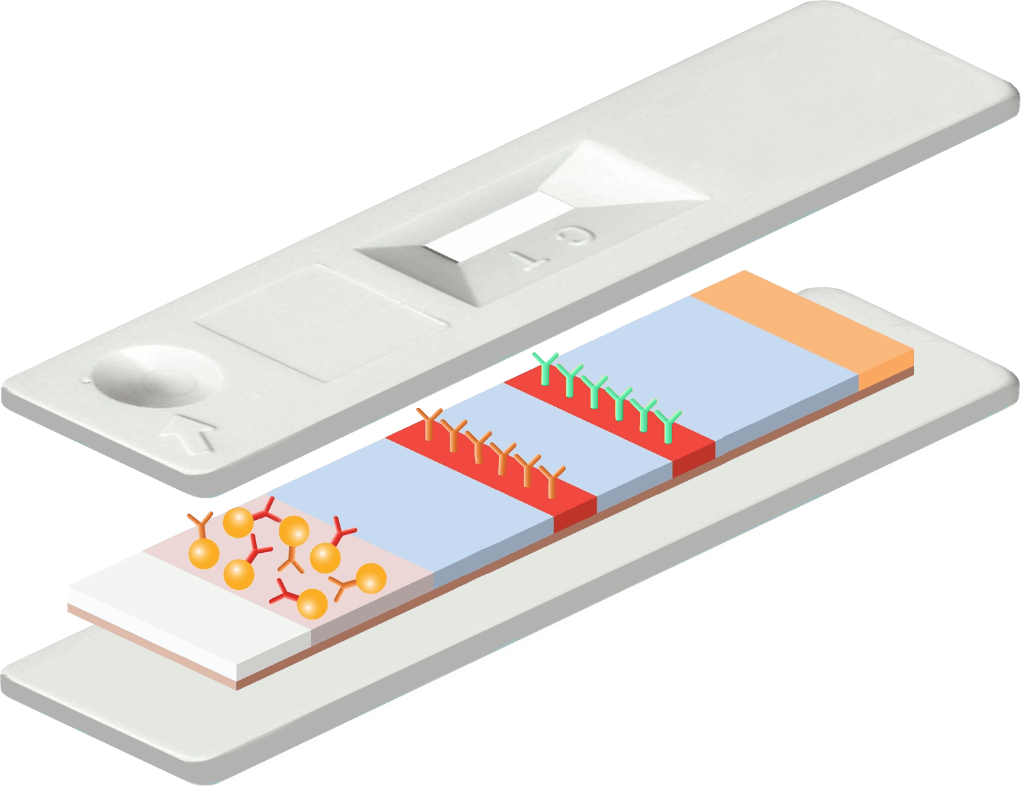 Lateral Flow Cassette